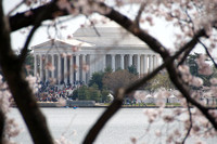 Cherry Blossoms